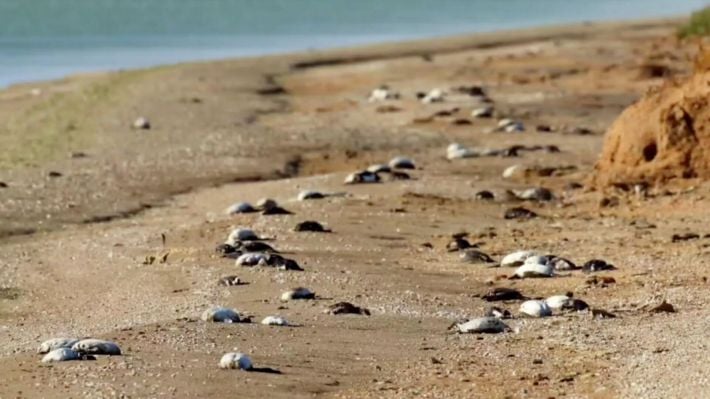 На побережье моря под Мелитополем произошла массовая гибель птиц